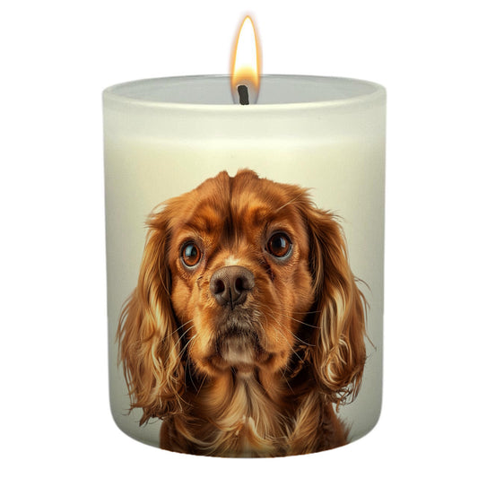 King Charles Spaniel Brown