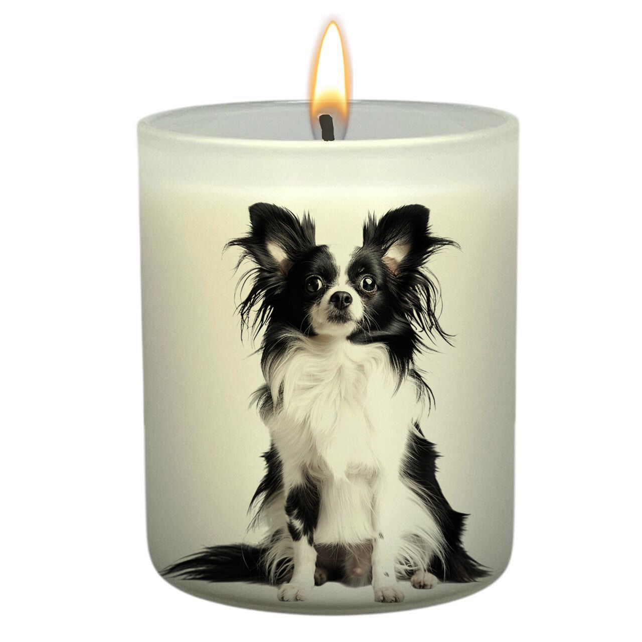 Papillion – TEDDYBAE