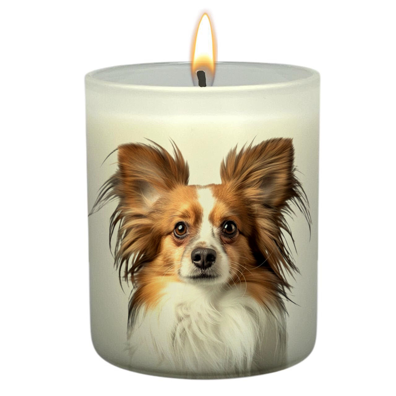 Papillion Brown_Head – TEDDYBAE