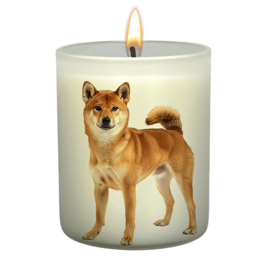 Shiba Inu_Body