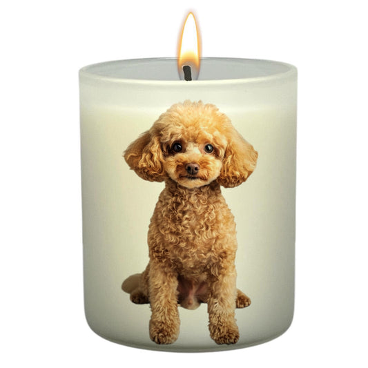 Toy Poodle Apricot_Body