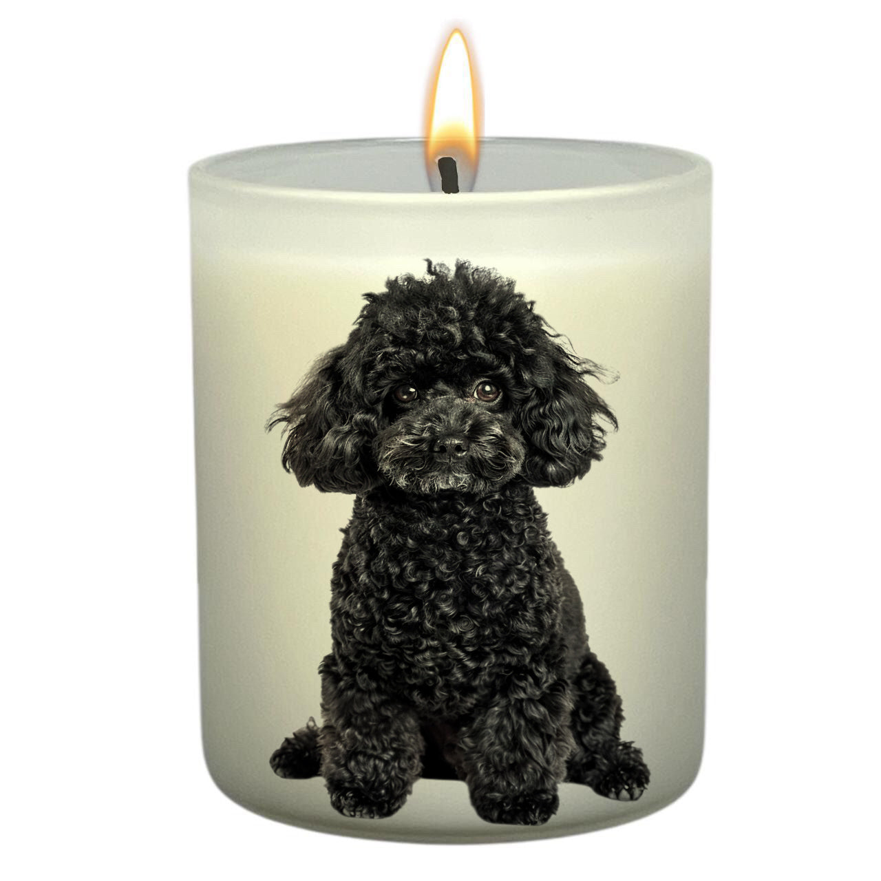 Toy Poodle Black_Body
