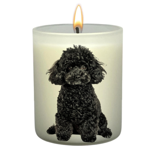Toy Poodle Black_Body