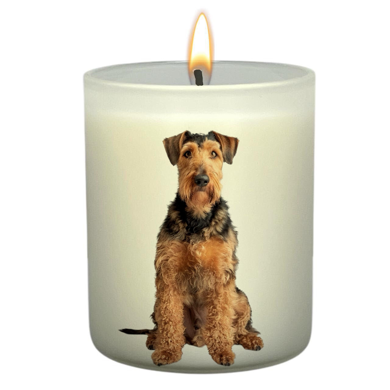 Airedale Terrier_Body