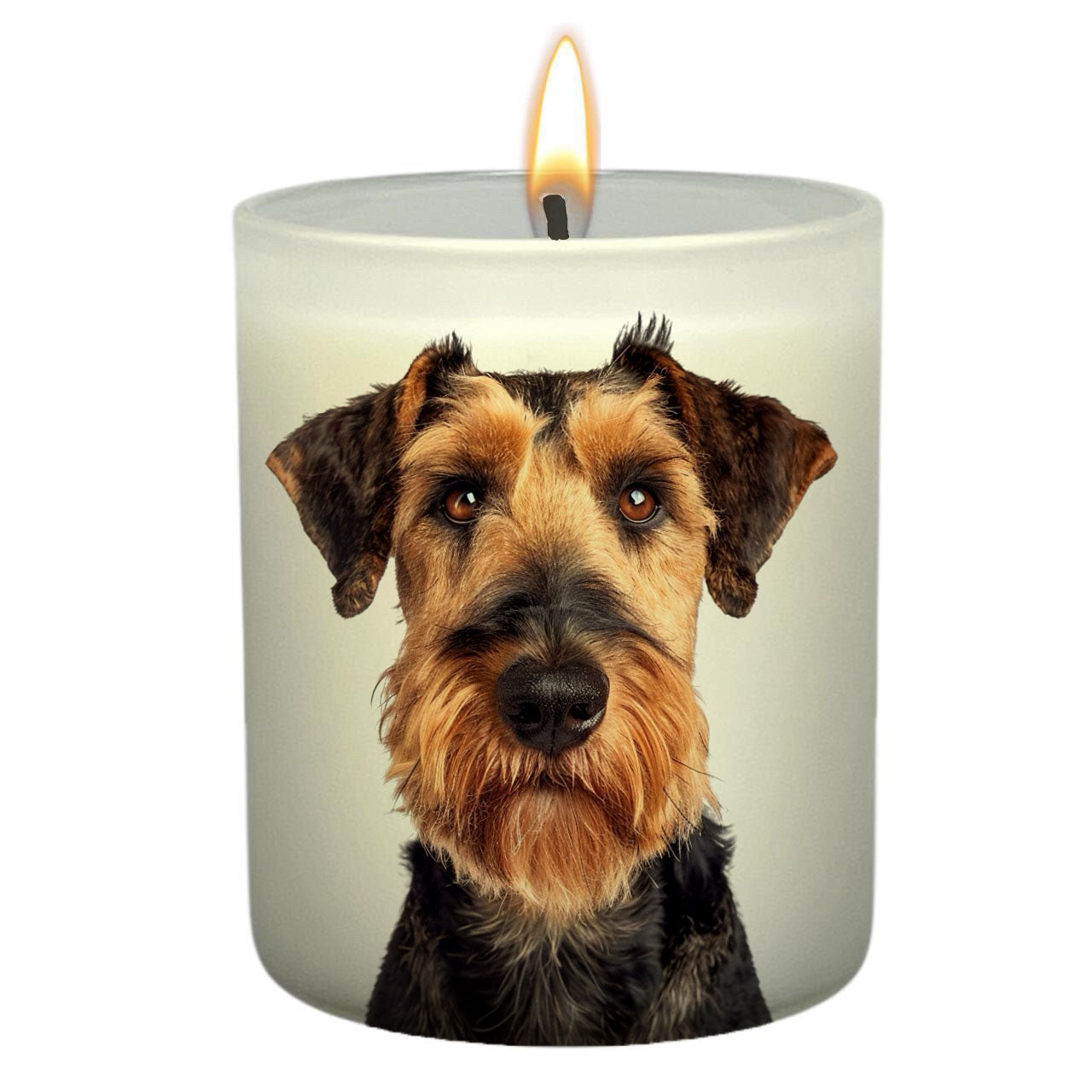 Airedale Terrier_Head