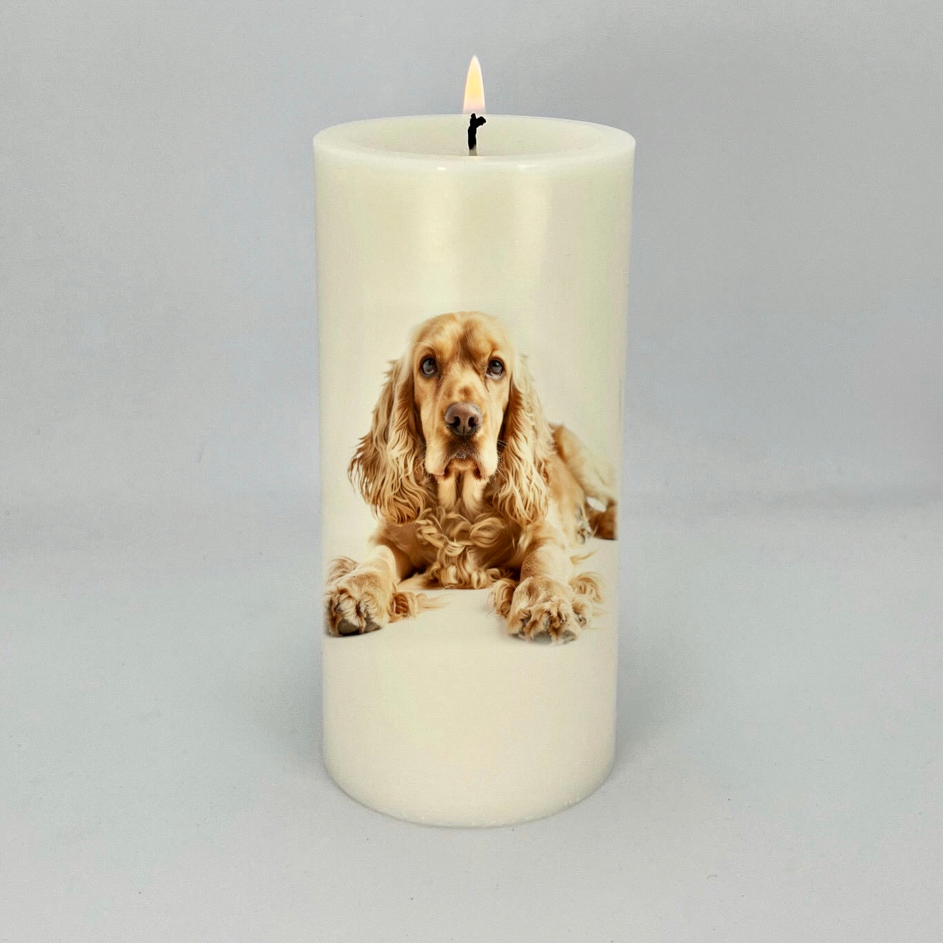 Cockerspaniel_Apricot