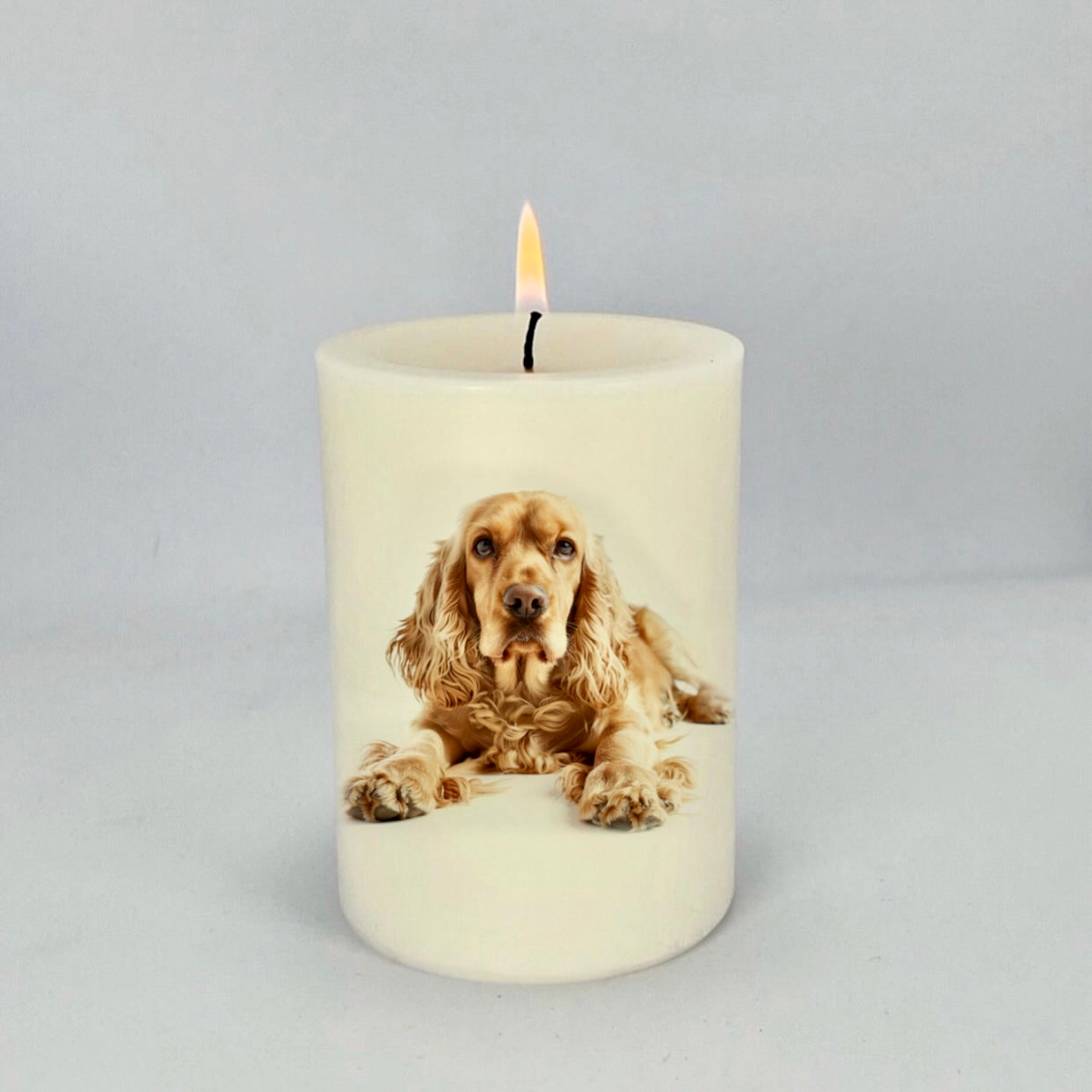 Cockerspaniel_Apricot