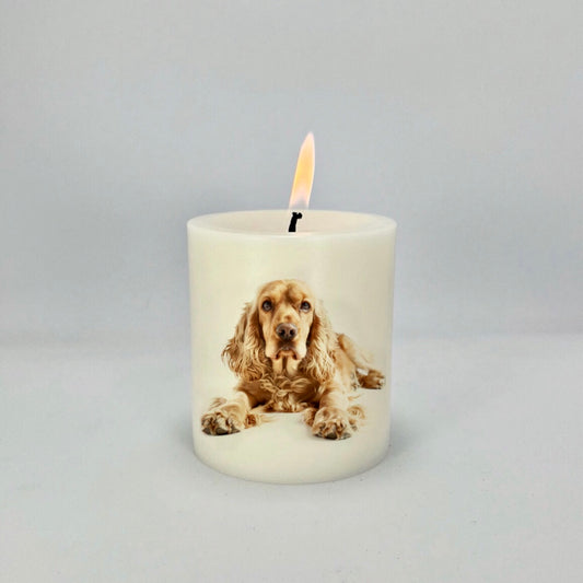 Cockerspaniel_Apricot