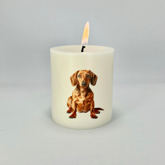 Dachshund