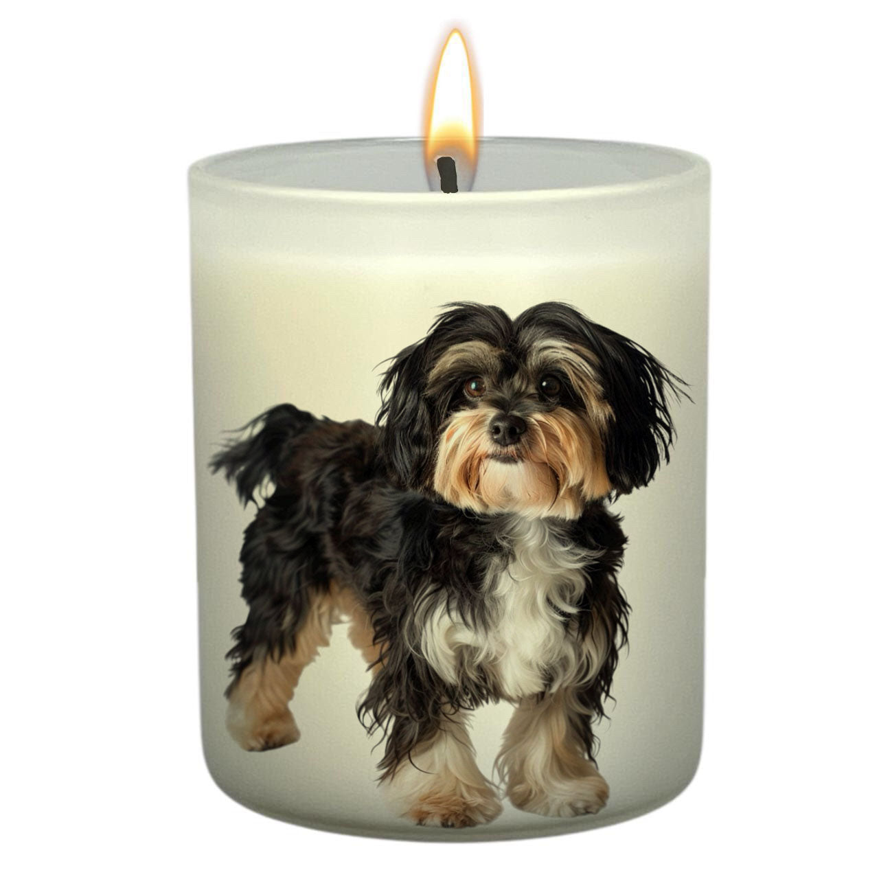 Havanese Black_Body