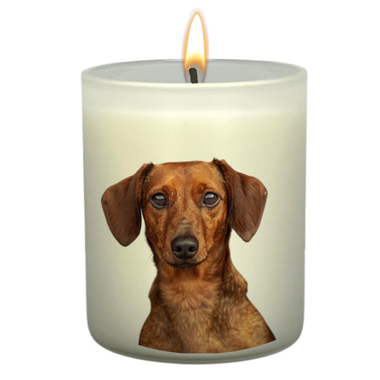 Dachshund (Red)