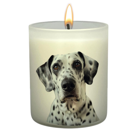 Dalmation