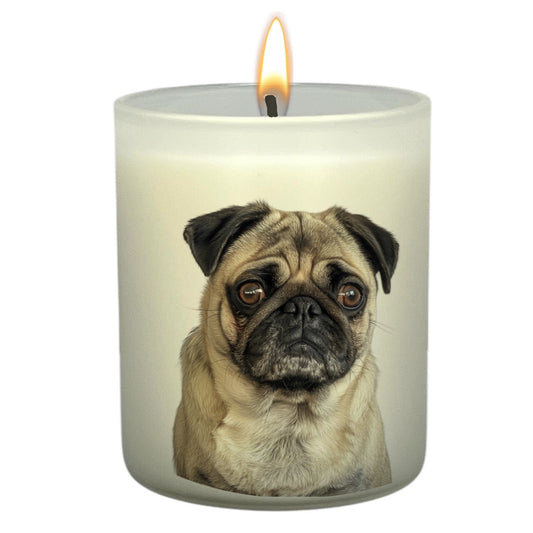 Pug (Fawn)