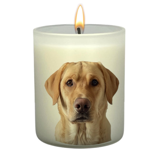 Labrador (Golden)