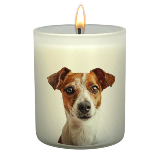 Jack Russel