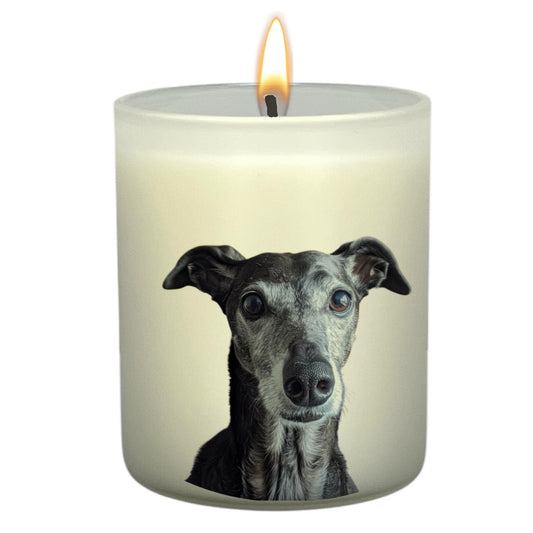 Greyhound (Grey)