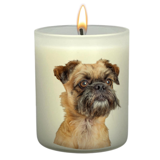 Brussels Griffon (Fawn)