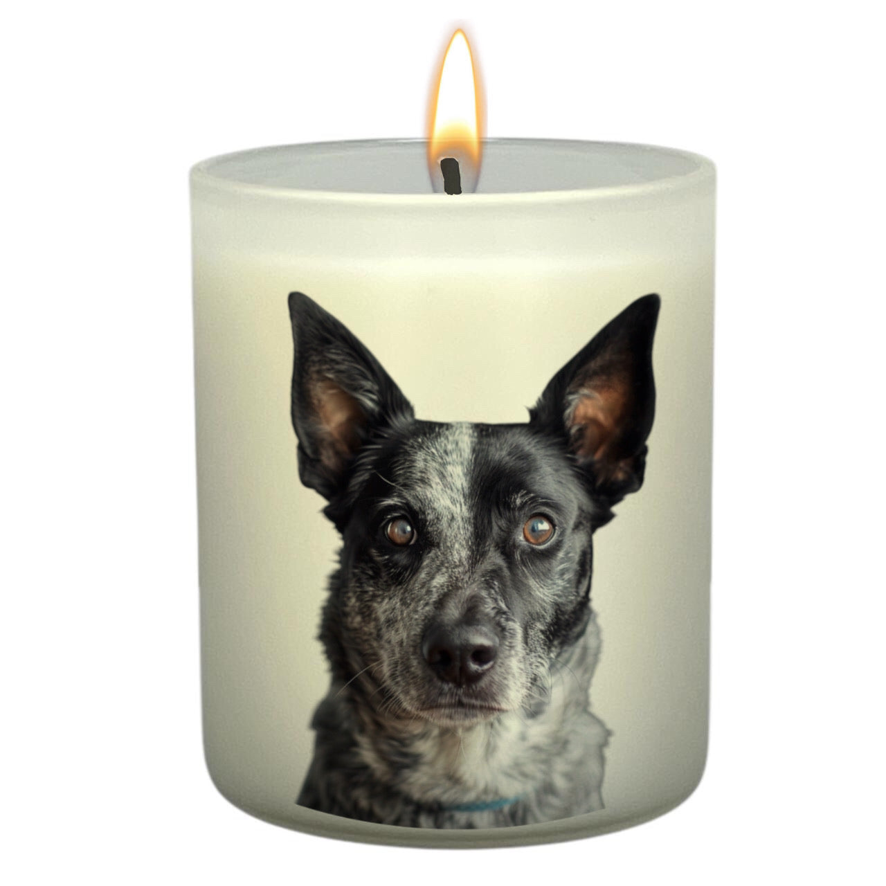 Australian Cattle Dog (Blue)