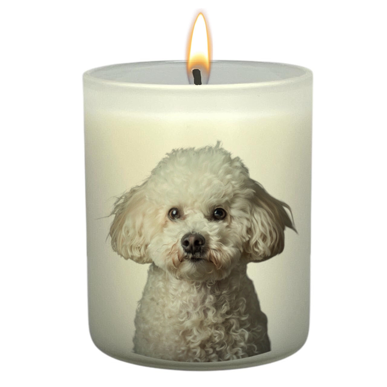 Bichon Frise