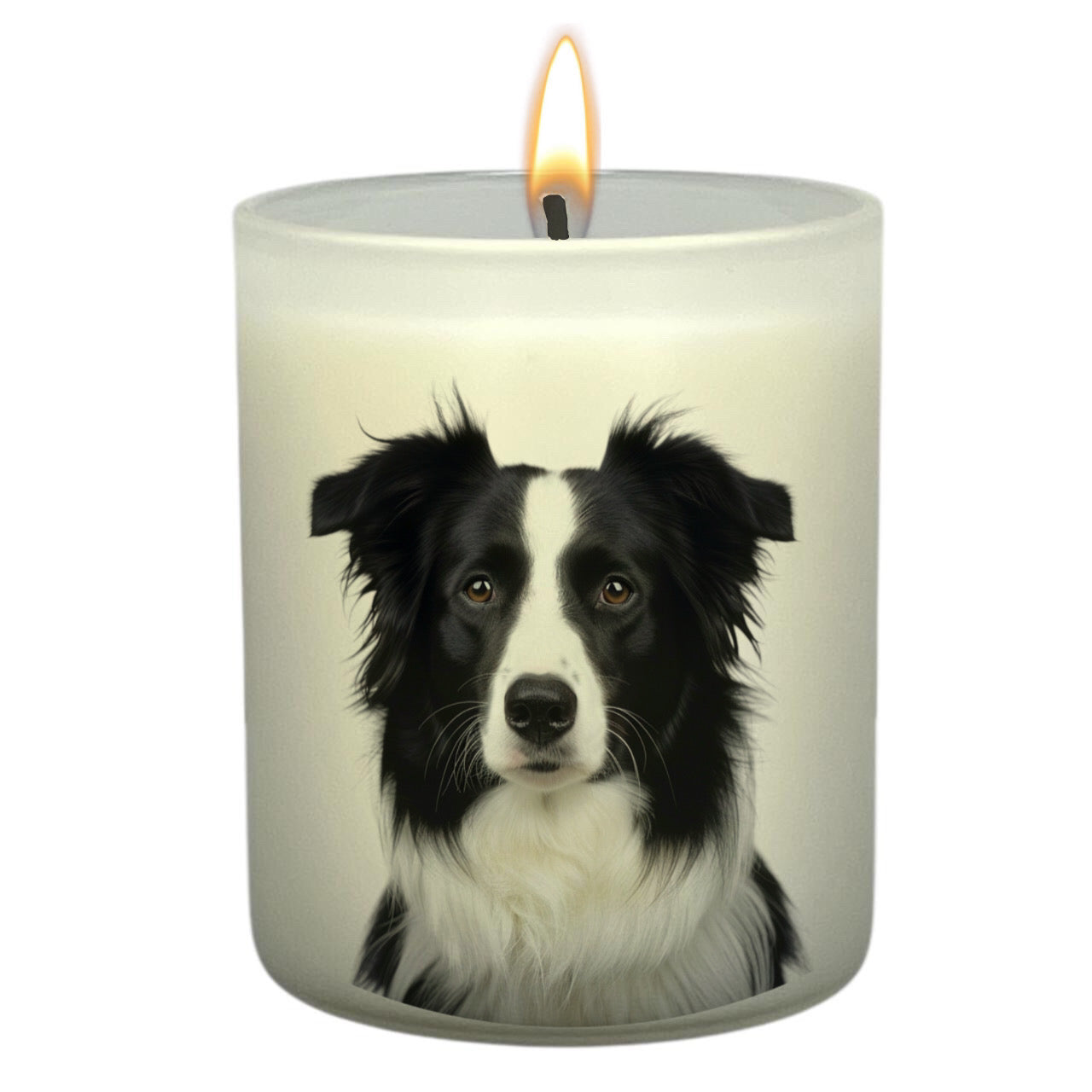 Border Collie (Black & White)