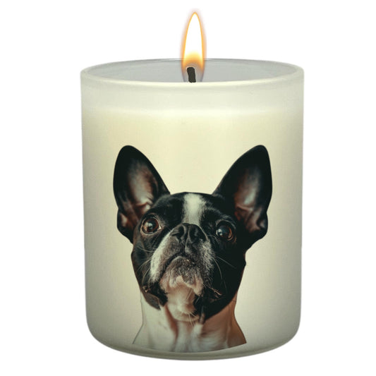 Boston Terrier