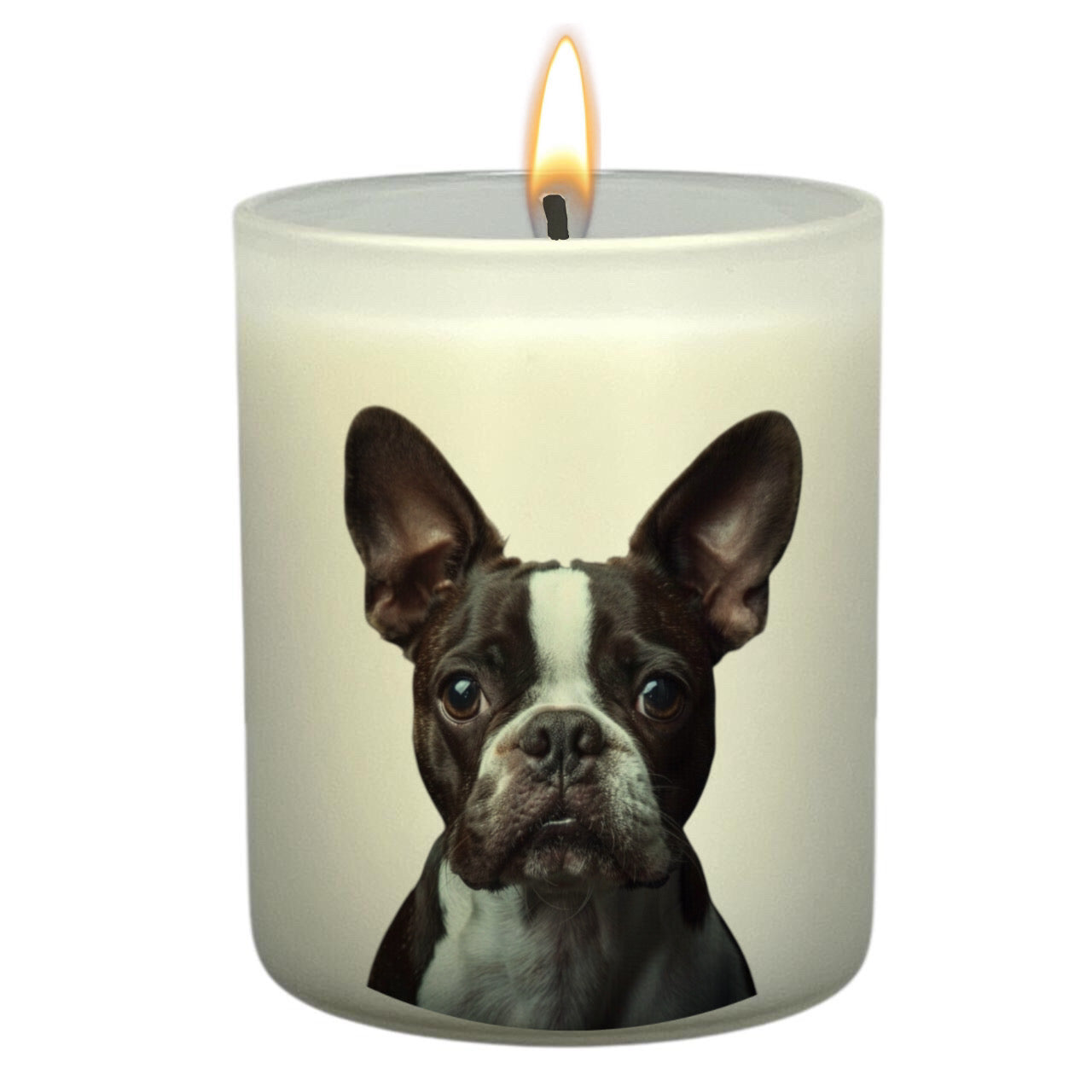 Boston Terrier (Brown & White)