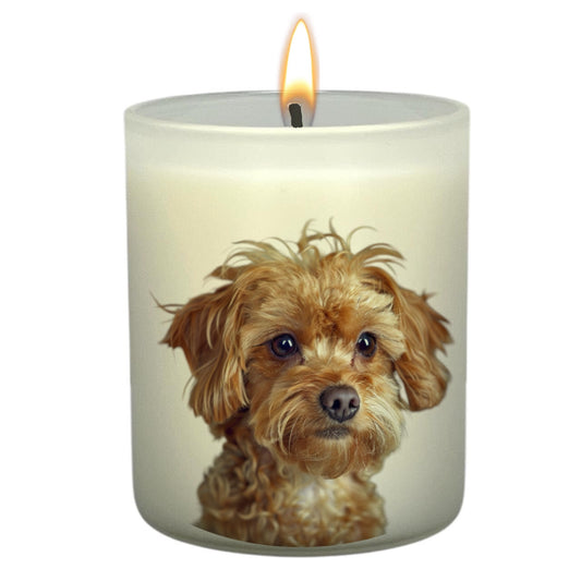 Cavoodle Fawn