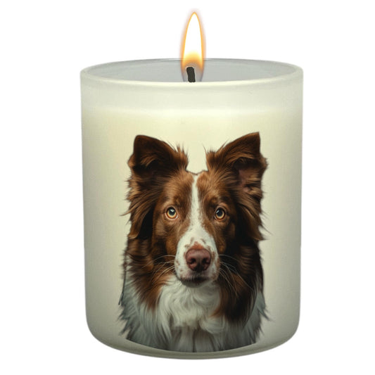 Border Collie (Brown)