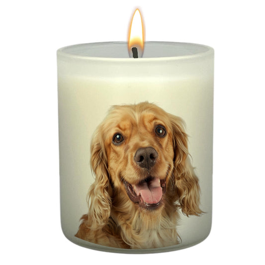 Cockerspaniel (Fawn)