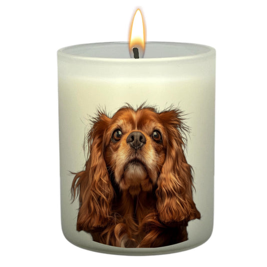 King Charles Cavalier (Ruby)