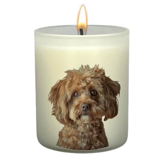 MaltiPoo (Fawn)