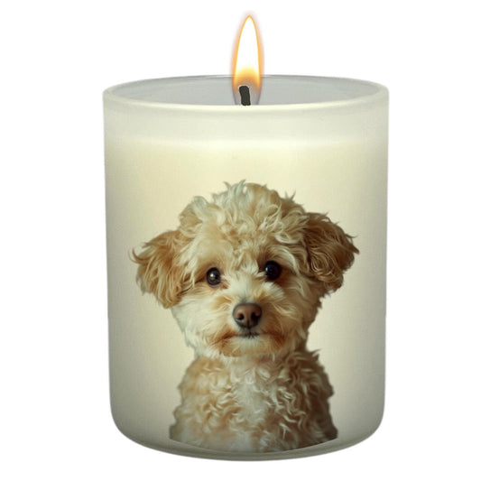 PomaPoo