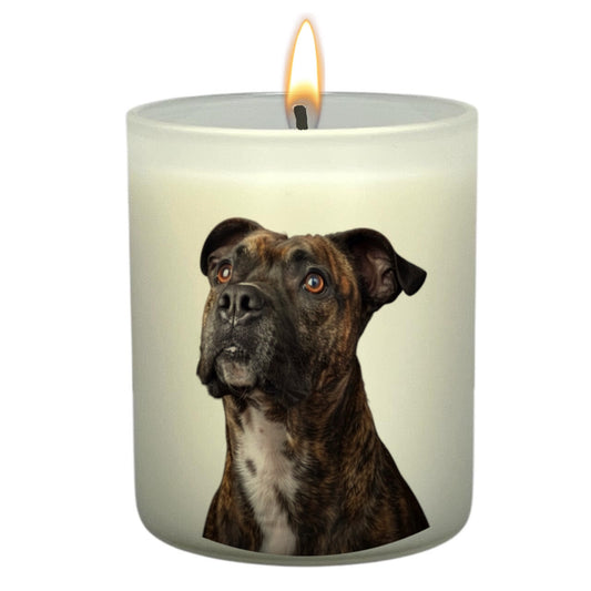 Staffy (Brindle)
