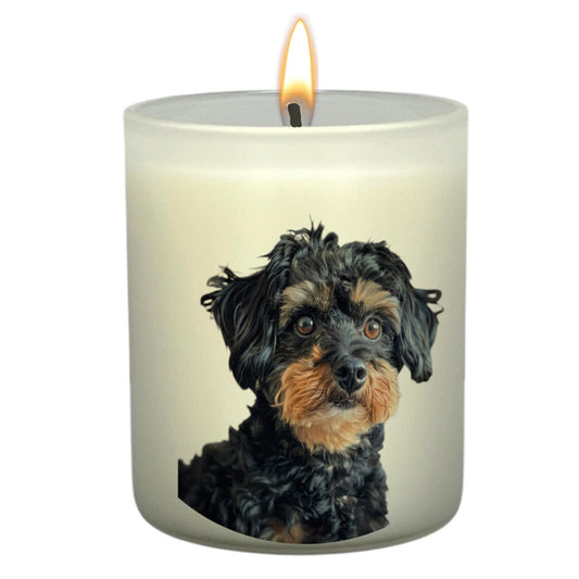 Yorkiepoo (Black & Tan)