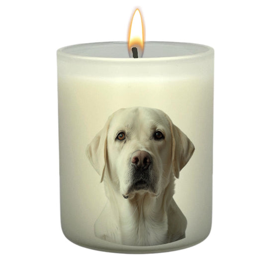 Labrador (White)