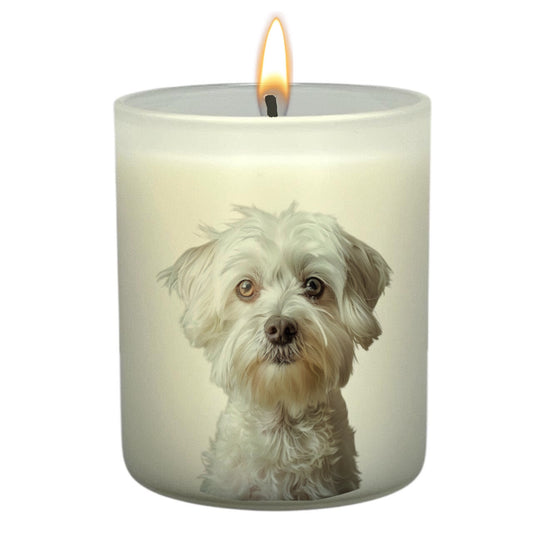 Maltese Terrier (White)