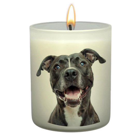Staffy (Blue)