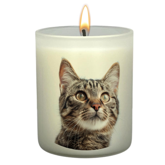 Tabby