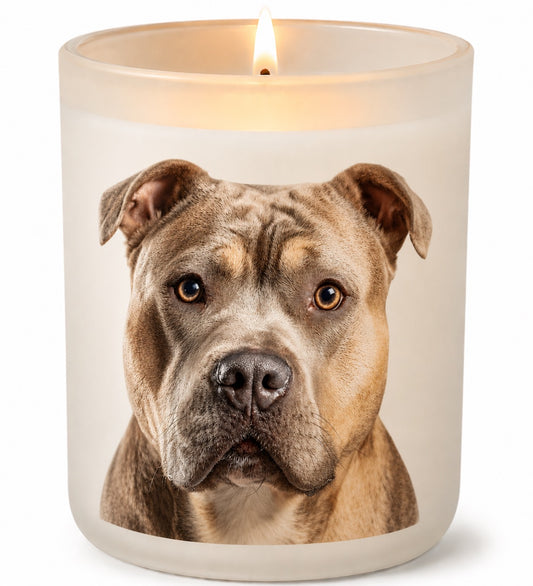 American Bully