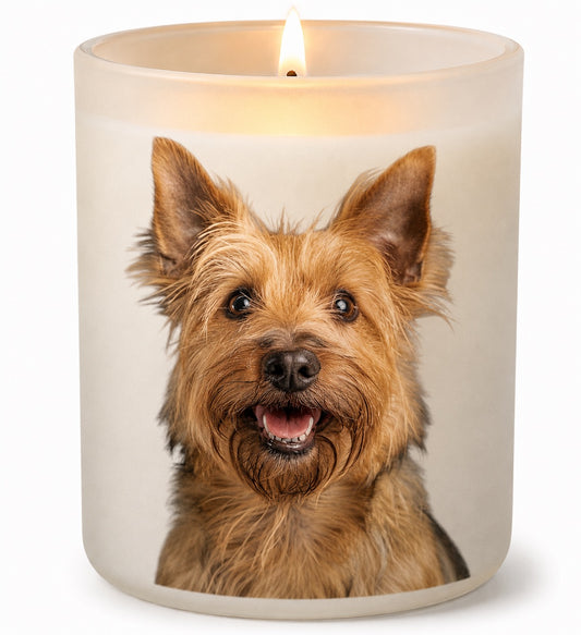 Australian Terrier