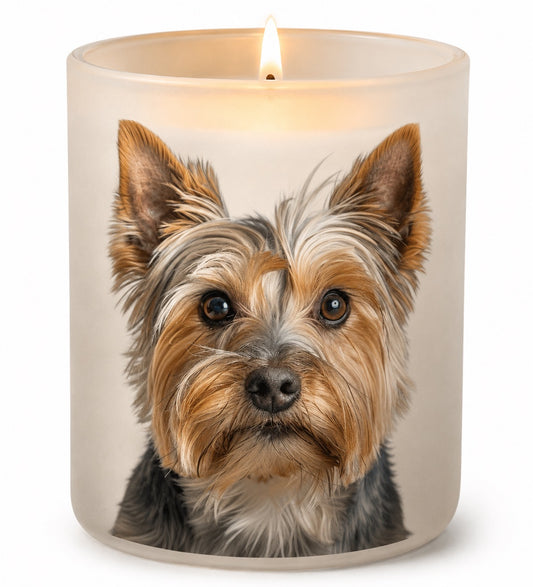 Australian Silky Terrier