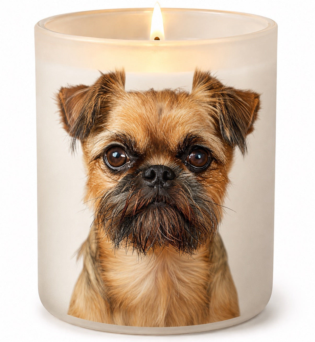 Brussels Griffon_Fawn