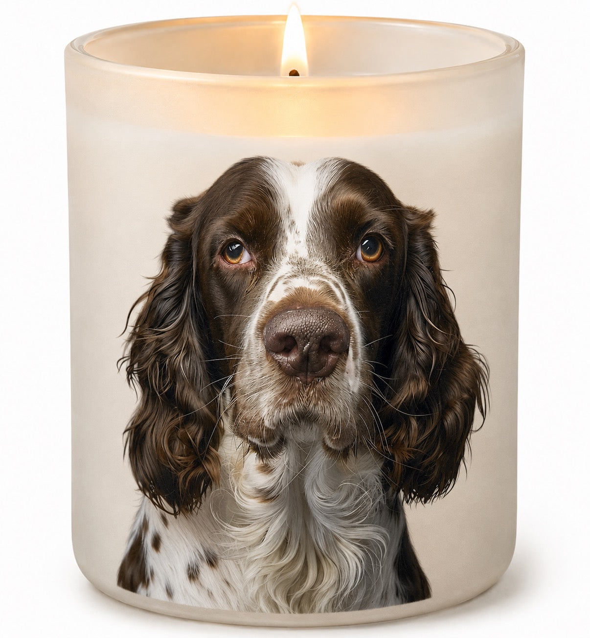 English Spinner Spaniel_Brown & White
