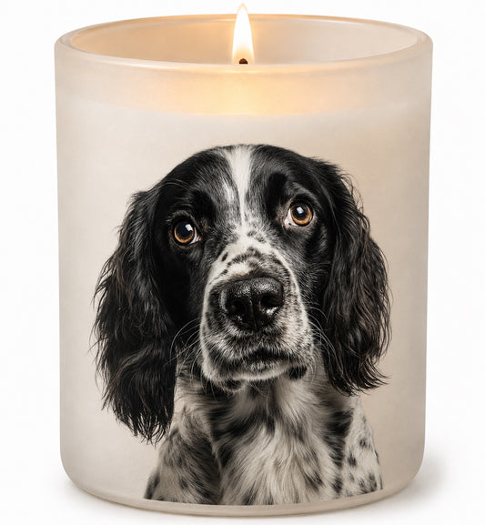 English Spinner Spaniel_Black & White