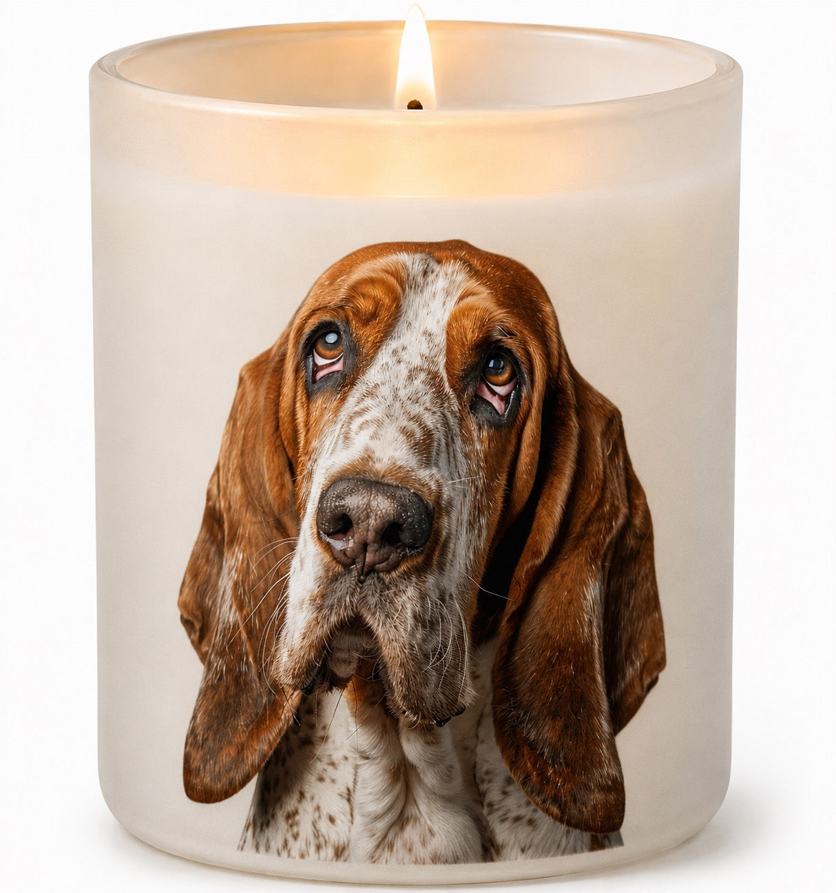 Basset Hound