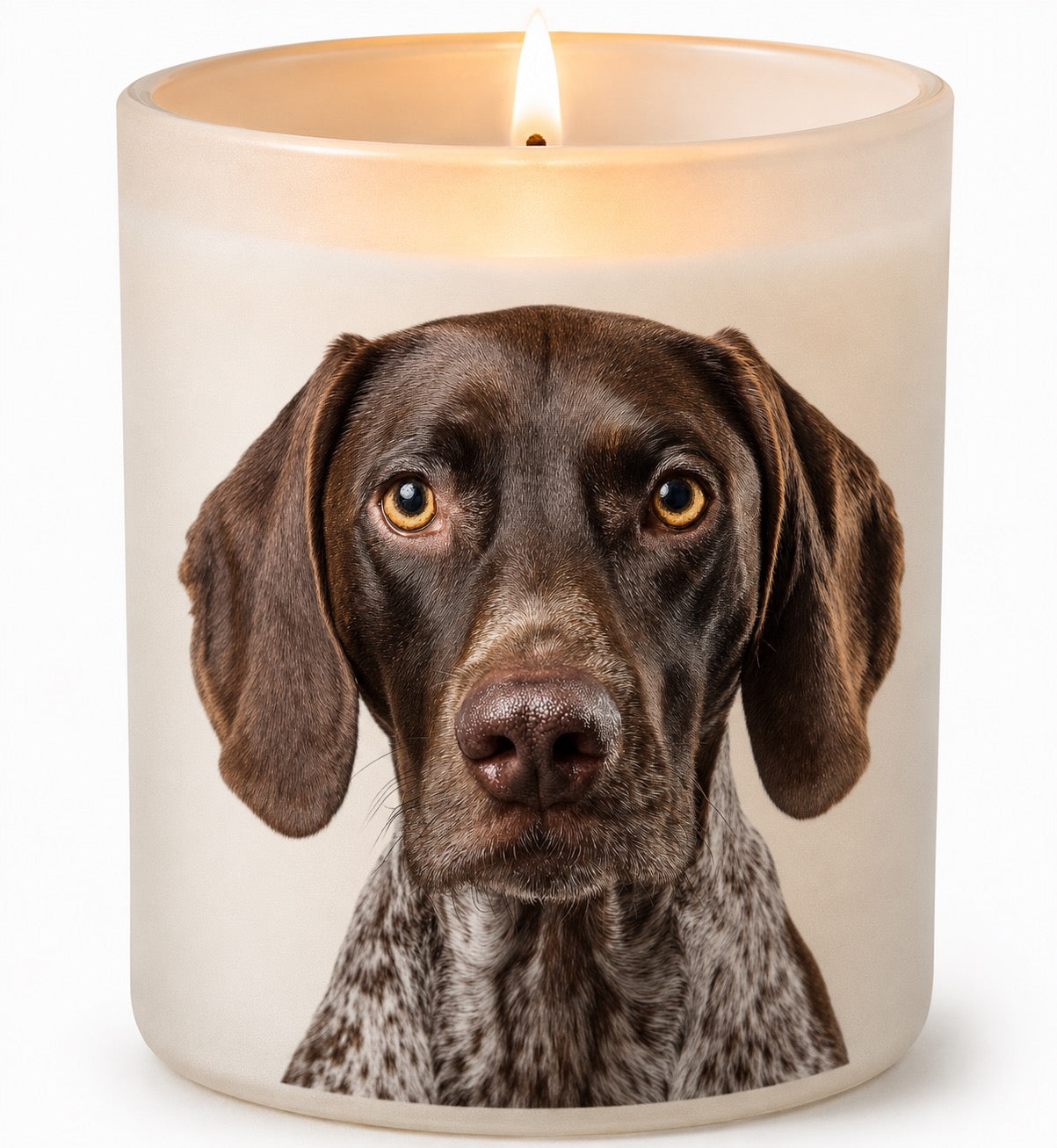 German Short-Haired Pointer_Brown & White