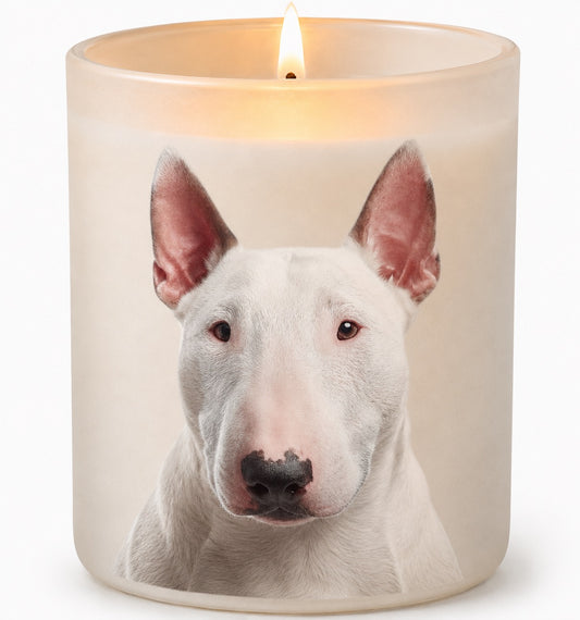 Bull Terrier_White