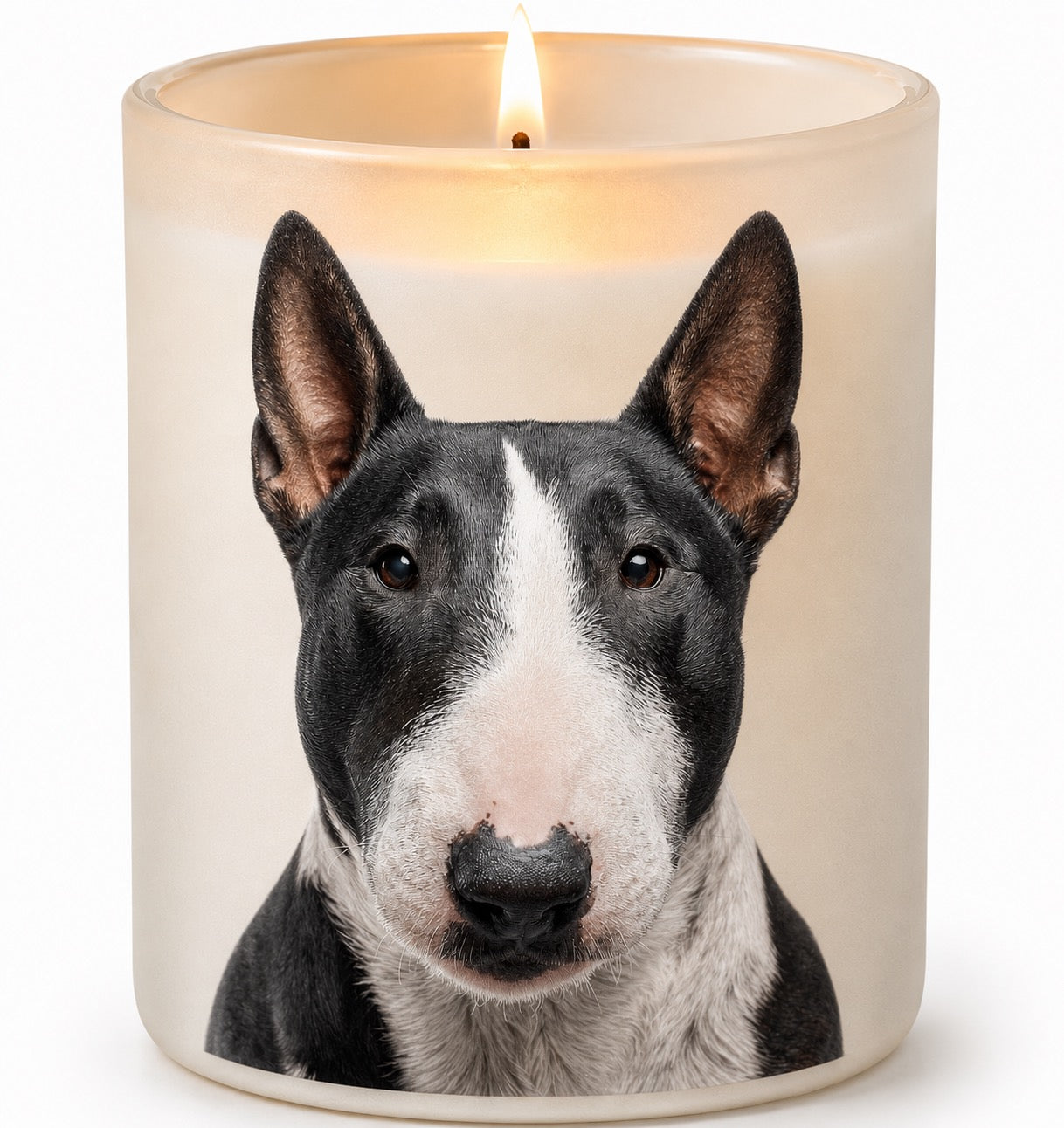 Bull Terrier_Black & White