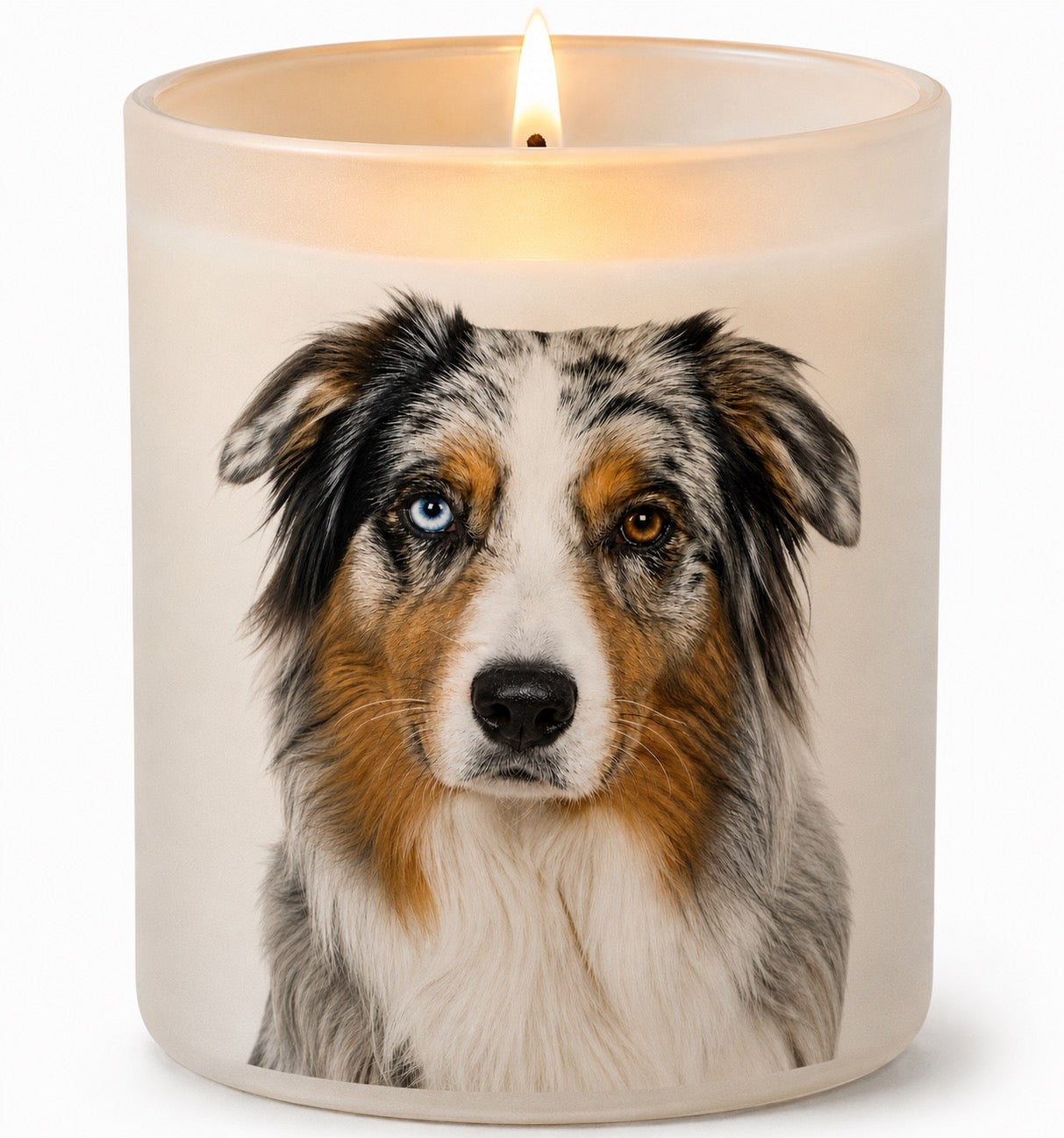 Australian Shepherd_Blue Merle