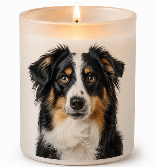 Australian Shepherd_Tri Colour